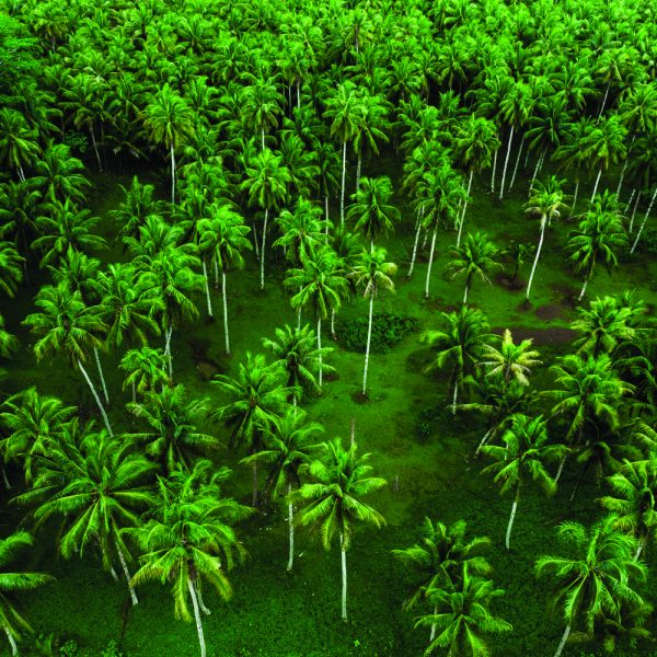 Yama Organic Coconut Farm